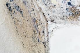 Trusted Peshtigo, WI Mold Remediation Experts